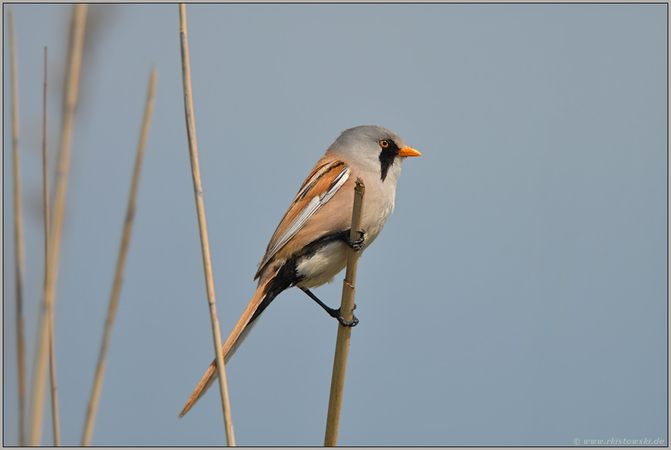 grimmig... Bartmeise *Panurus biarmicus*