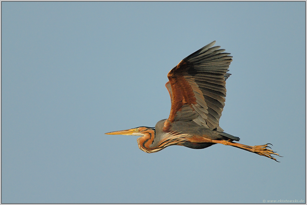 Flugstudie... Purpurreiher *Ardea purpurea*