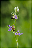 summ, summ... Bienen-Ragwurz *Ophrys apifera*