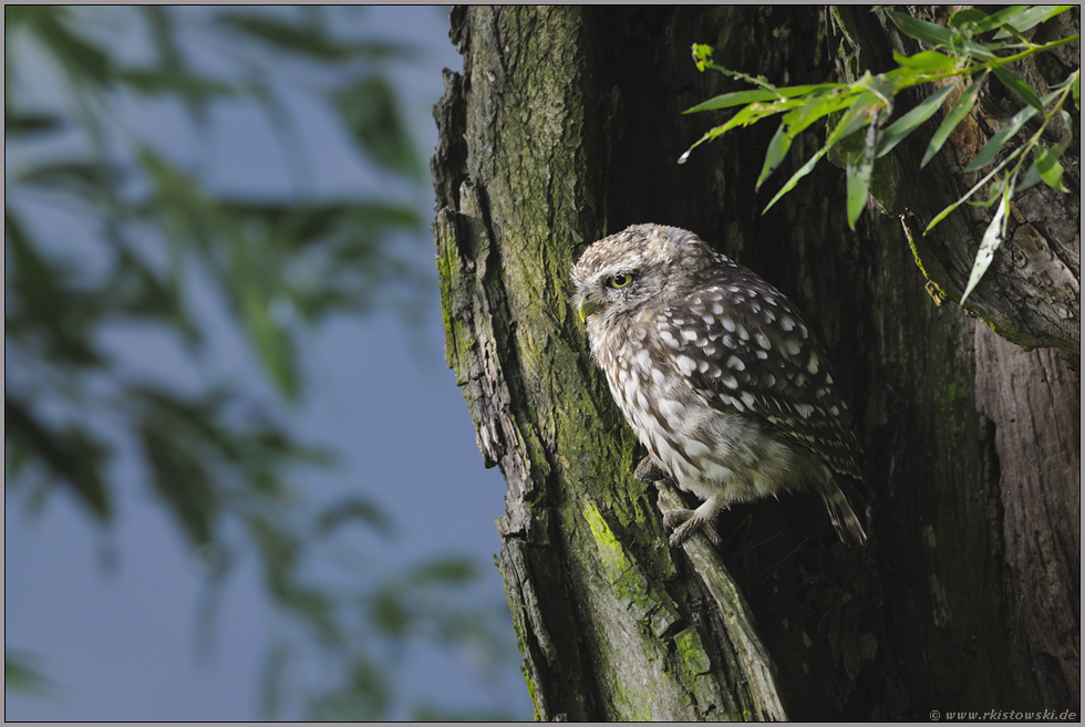 auf der Jagd... Steinkauz *Athene noctua*