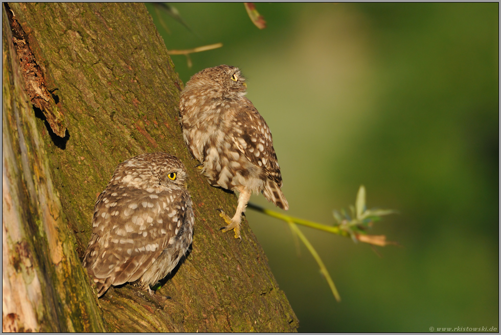 im schönsten Licht... Steinkäuze *Athene noctua*