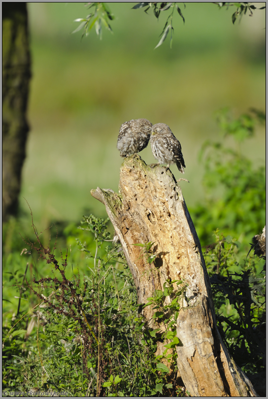 verschmust... Steinkäuze *Athene noctua*