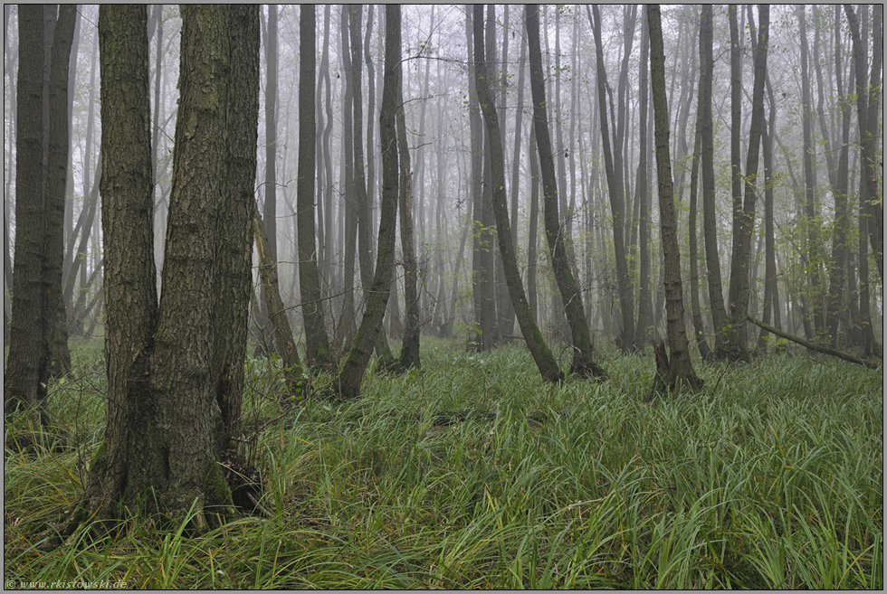 mit nassen Füssen... Bruchwald *Meerbusch*