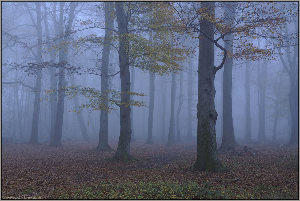 Novemberblues im Dämmerwald... Herrenbusch *Meerbusch*