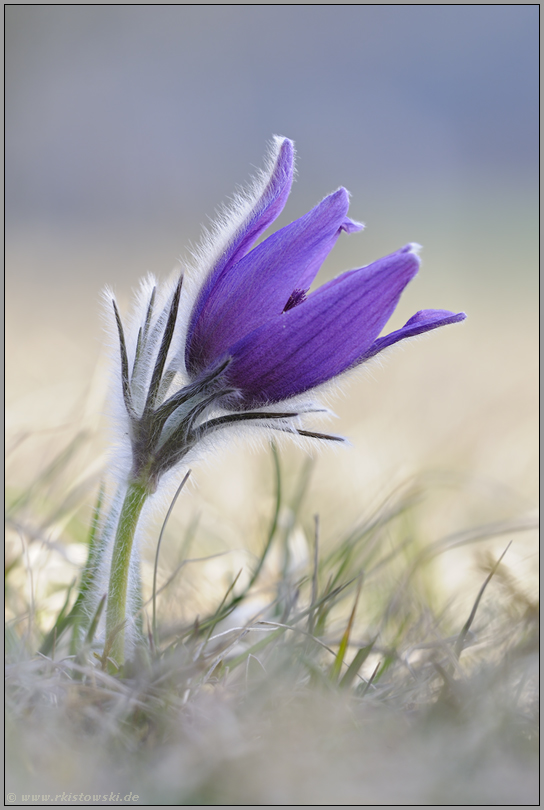 Frühlingserwachen... Kuhschelle *Pulsatilla vulgaris *