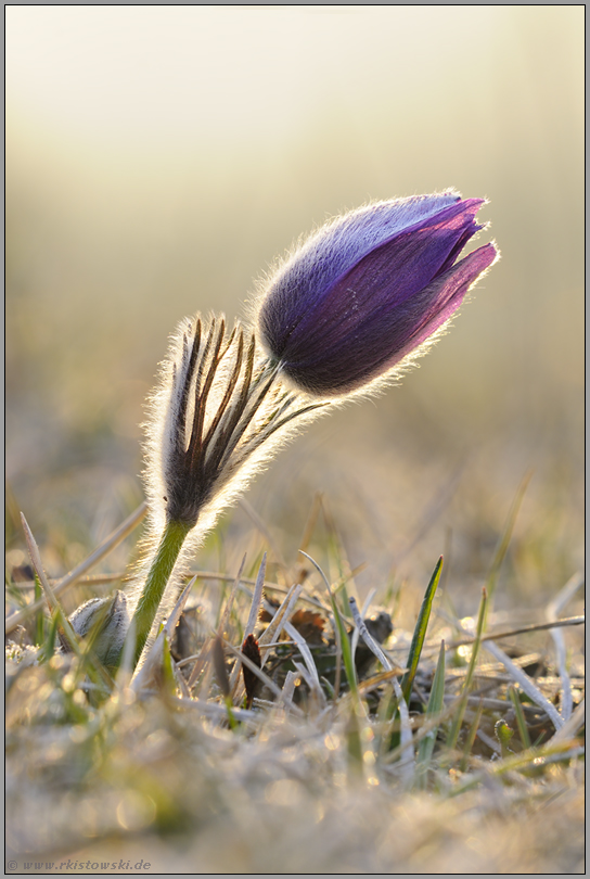 bei Sonnenaufgang... Kuhschelle *Pulsatilla vulgaris *