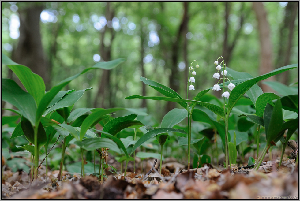 Frühling im Wald... Maiglöckchen *Convallaria majalis*