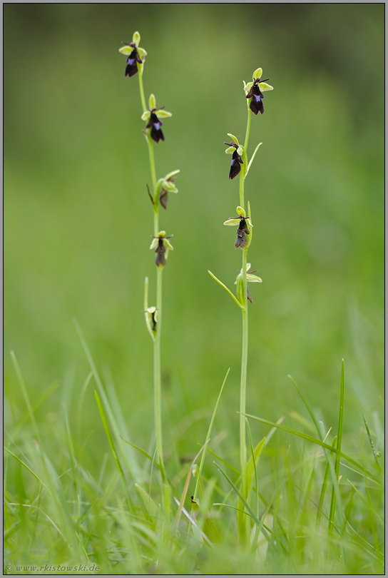 der Schein trügt... Fliegen-Ragwurz *Ophrys insectifera*