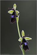 Insektentäuschblume... Fliegen-Ragwurz *Ophrys insectifera*