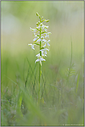 Orchidee des Jahres 2011... Zweiblättrige Waldhyazinthe *Platanthera bifolia*