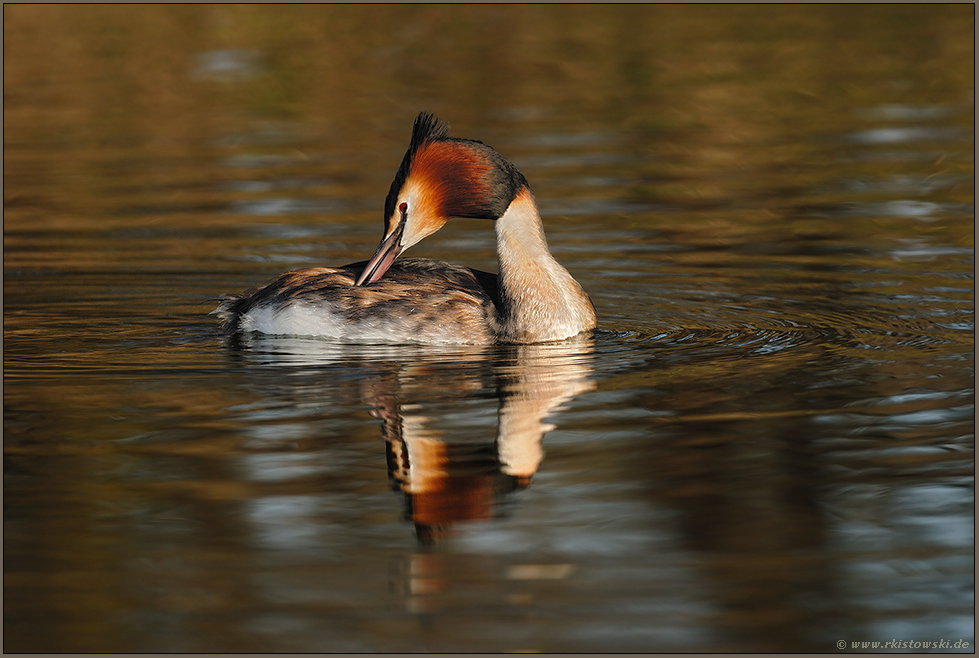 Gefiederpflege...   Haubentaucher *Podiceps cristatus*