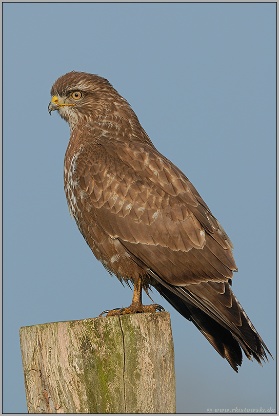 nah d'ran... Mäusebussard *Buteo buteo*