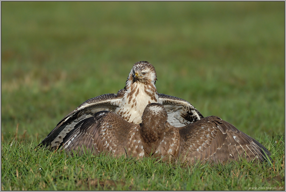scharfer Blick...  Mäusebussard *Buteo buteo*