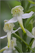 Blütendetails... Grünliche Waldhyazinthe *Platanthera chlorantha*