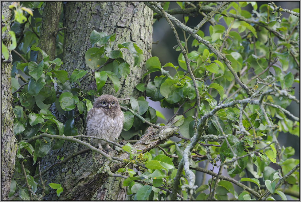 Ästling... Steinkauz *Athene noctua*