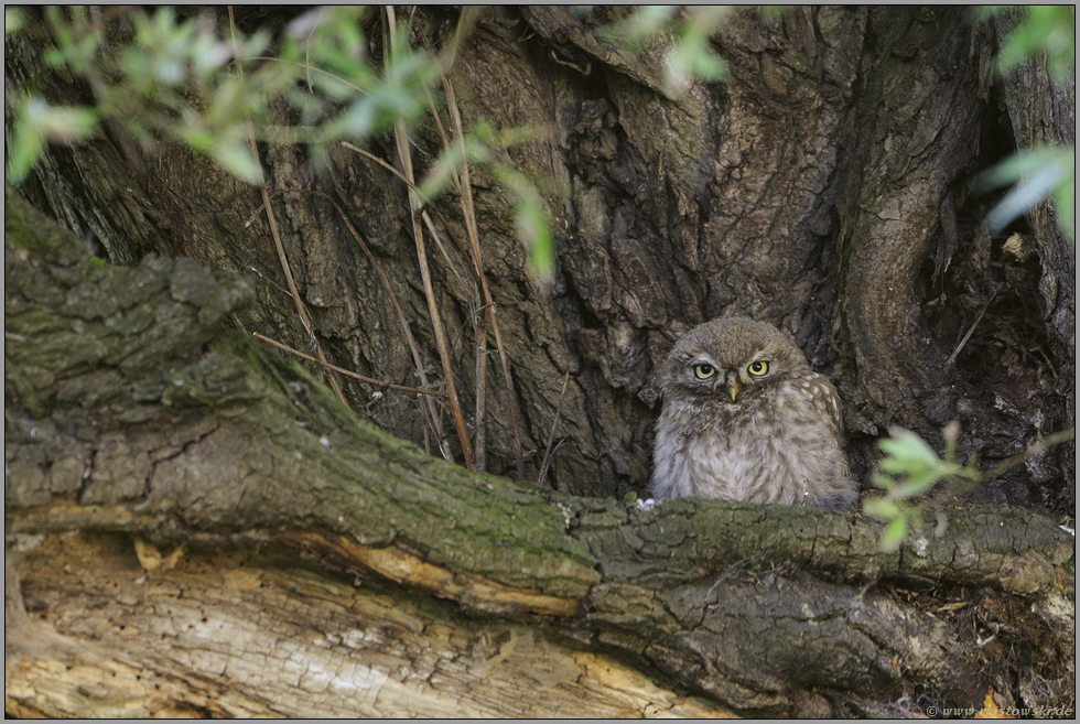 im Tagesversteck... Steinkauz *Athene noctua*