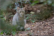 Waldbewohner... Europäische Wildkatze *Felis silvestris*
