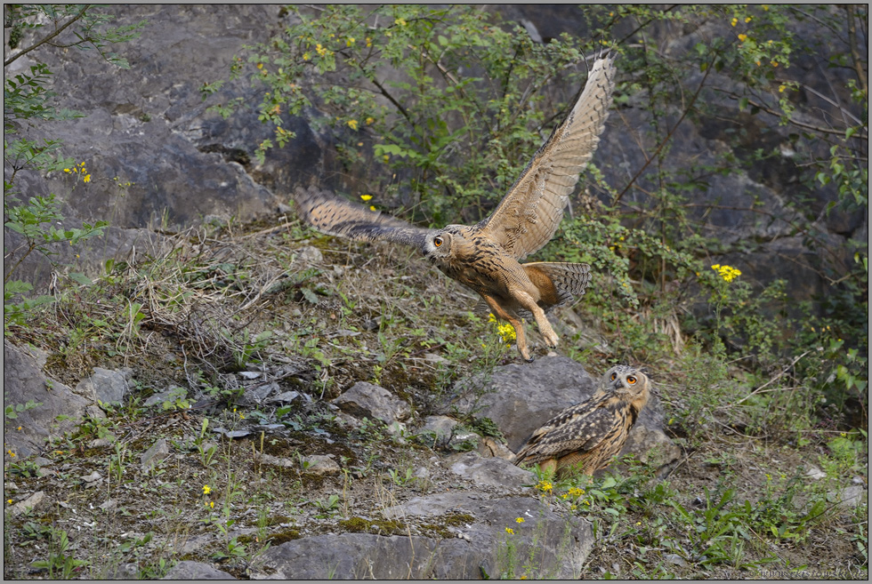 Abflug mit Schwung... Europäischer Uhu *Bubo bubo*