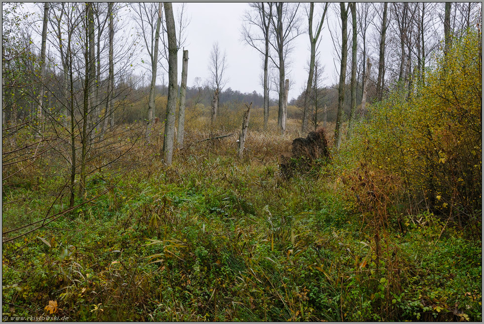 herbstlich... Ilvericher Altrheinschlinge *Meerbusch*