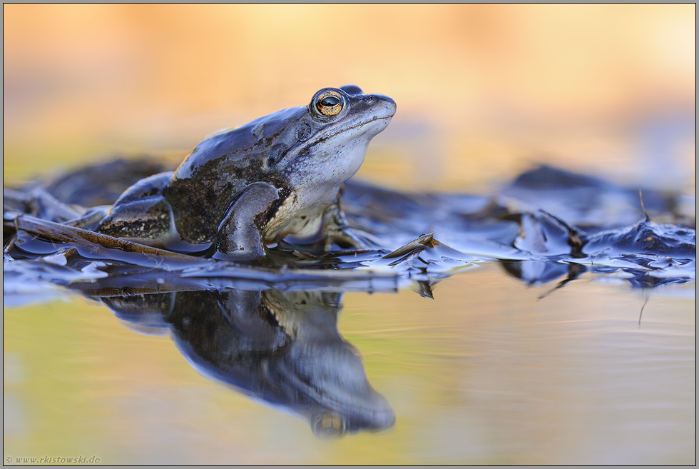 Farbenspiel... Moorfrosch *Rana arvalis*