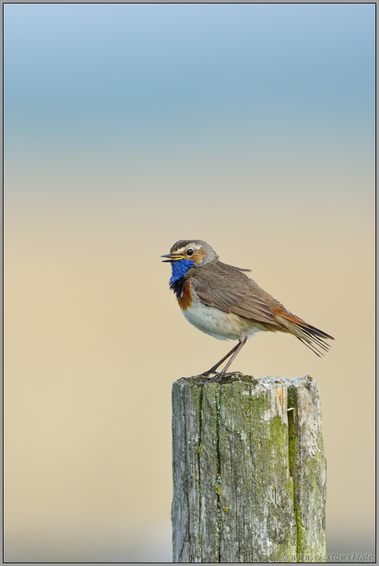 immer wieder gern' genommen... Blaukehlchen *Luscinia svecica*