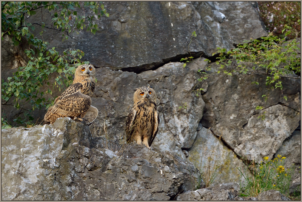 Nachwuchs... Europäische Uhus *Bubo bubo*