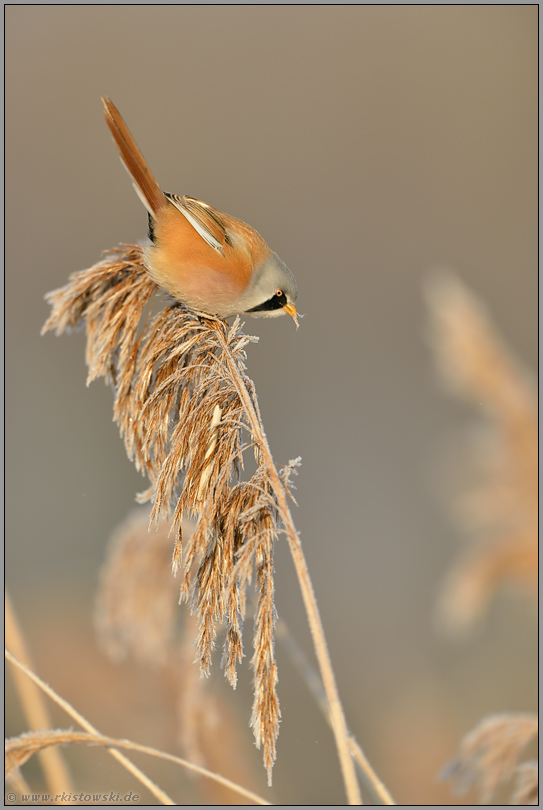 kopfüber... Bartmeise *Panurus biarmicus*