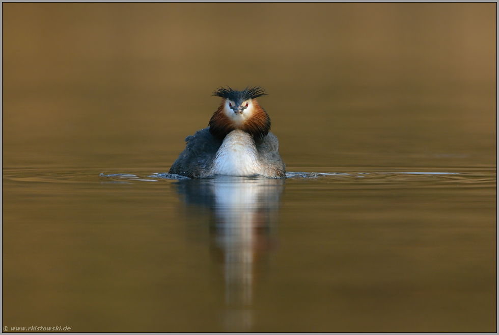 was willst Du... Haubentaucher *Podiceps cristatus*