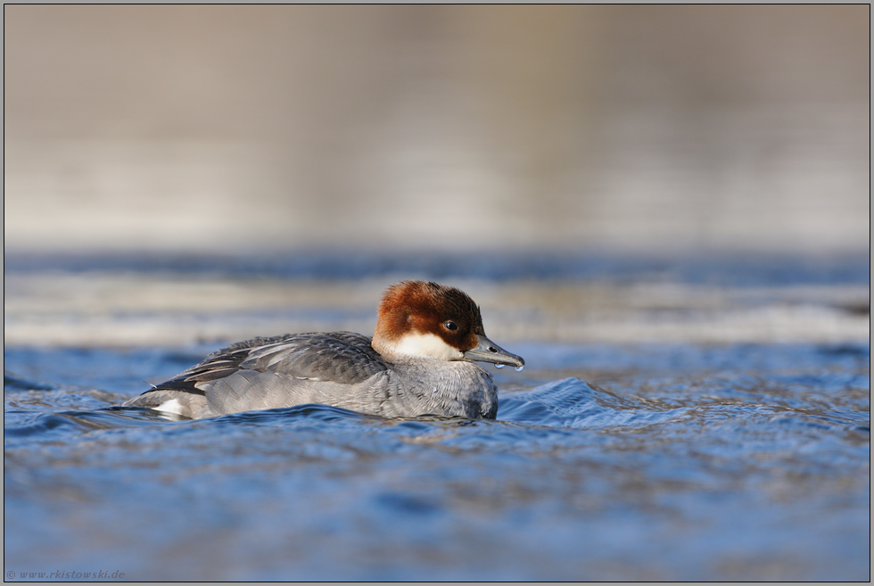 im Eiswasser... Zwergsaeger *Mergellus albellus*