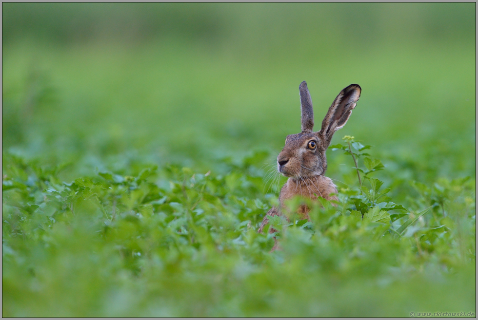 hallo, wer da... Feldhase *Lepus europaeus*