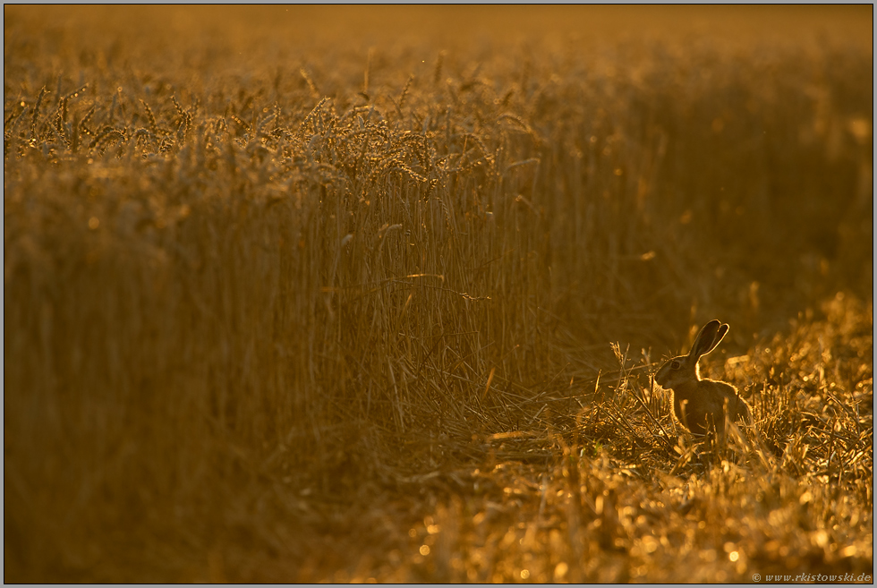 Erntezeit... Feldhase *Lepus europaeus*