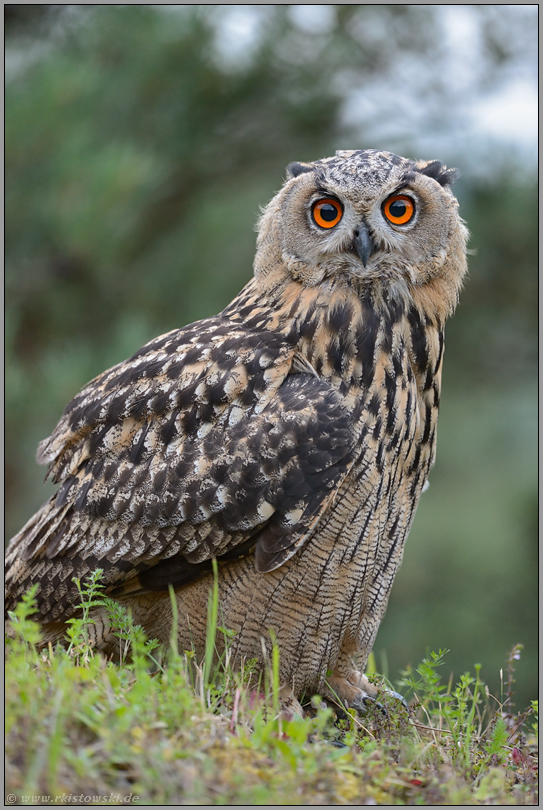 close up... Europäischer Uhu *Bubo bubo*