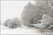 Randgehölz im Schnee... Meerbusch *Nordrhein-Westfalen*