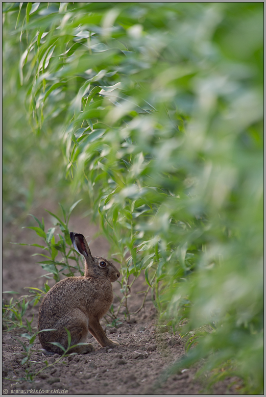 vor'm Maisdschungel...  Feldhase *Lepus europaeus*