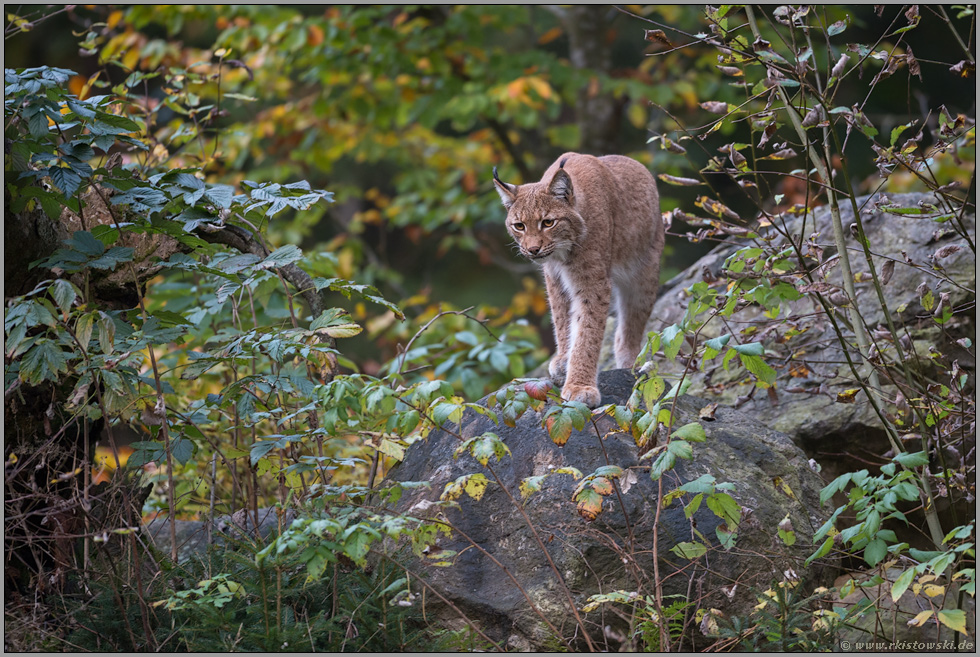 heimlicher Jäger... Eurasischer Luchs *Lynx lynx*