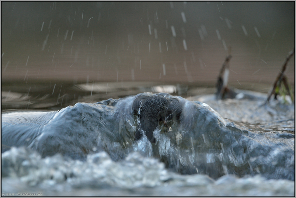 gegen die Strömung... Wasseramsel *Cinclus cinclus*  taucht unter Wasser