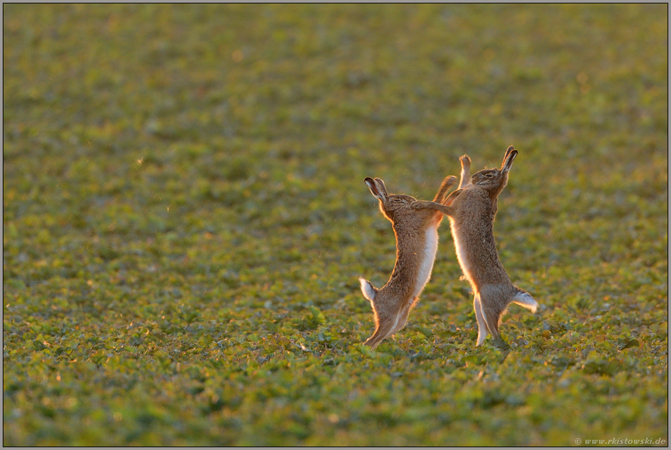 Fetzen fliegen... Feldhasen *Lepus europaeus*