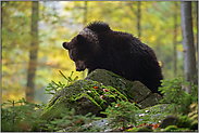mitten im Wald... Europäischer Braunbär *Ursus arctos*