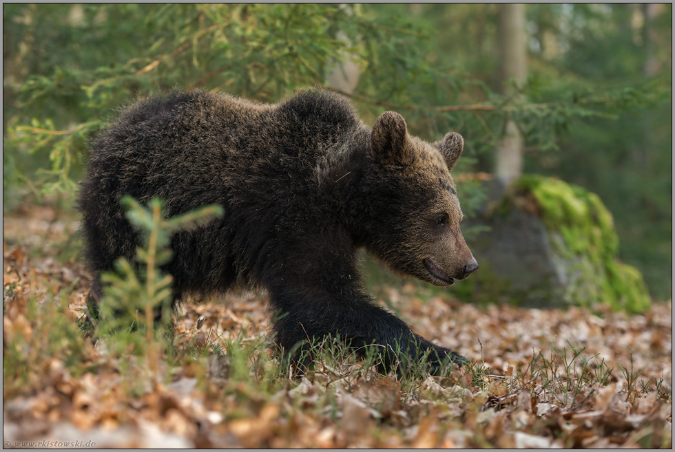 auf großen Tatzen... Europäischer Braunbär *Ursus arctos*