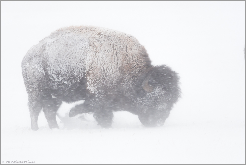 im Schneesturm...  Amerikanischer Bison *Bison bison*