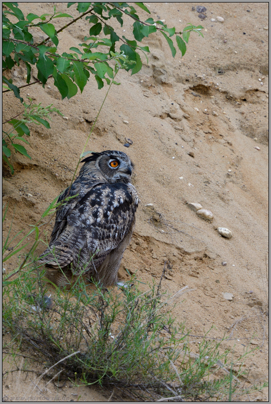 unter'm Busch... Europäischer Uhu *Bubo bubo*