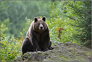 Brummbär... Europäischer Braunbär *Ursus arctos*
