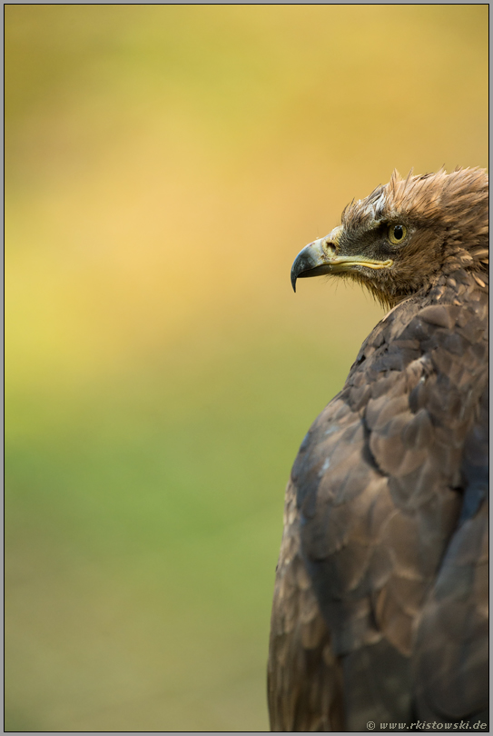 stechender Blick... Schreiadler *Aquila pomarina*