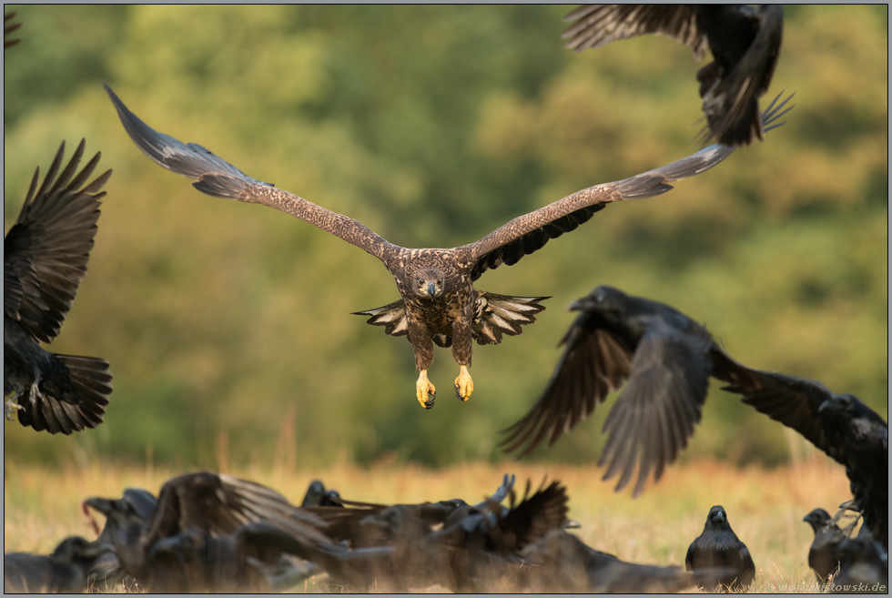 Rabenvolk... Seeadler *Haliaeetus albicilla* als Nahrungsopportunist