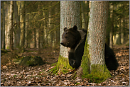 unterwegs... Europäischer Braunbär *Ursus arctos* streift durch den Lebensraum