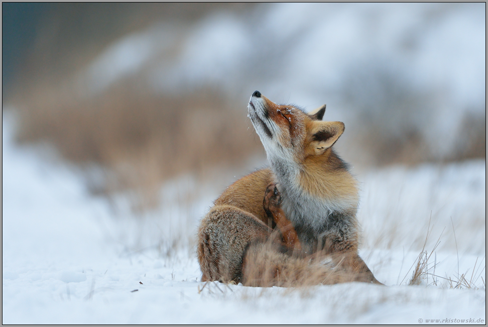 et juckt... Rotfuchs *Vulpes vulpes* im Schnee