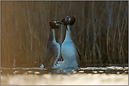 Pinguintanz im frühen Gegenlicht... Haubentaucher *Podiceps cristatus*