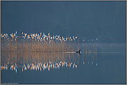 an einem Nebelmorgen... Prachttaucher *Gavia arctica* an einem See in Schweden