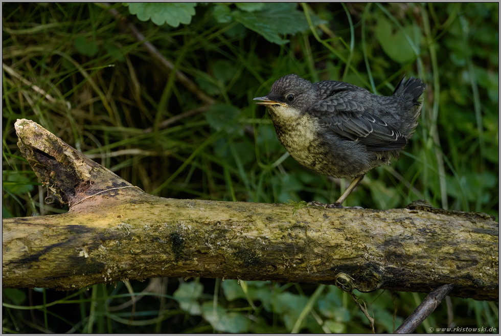 leise zwitschernd... Wasseramsel *Cinclus cinclus*, flügger Jungvogel