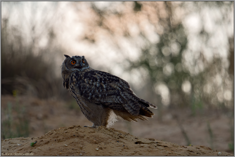 der Abendgruß...  Europäischer Uhu *Bubo bubo* wird in der Dämmerung aktiv